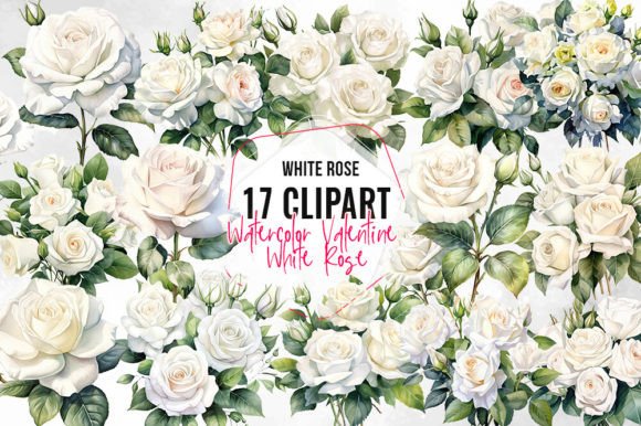 Valentine White Rose Watercolor Clipart Illustrations