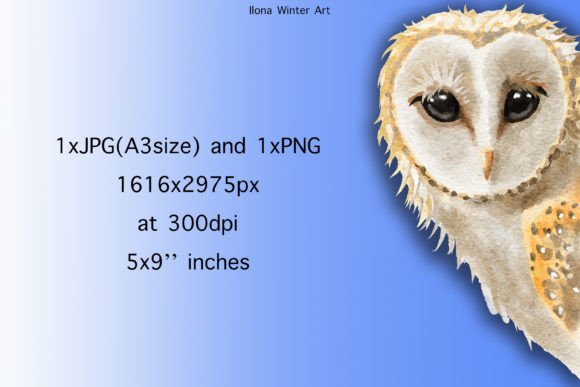 Watercolor Barn Owl Clip Art: Illustrations Review